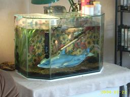 tank1.JPG