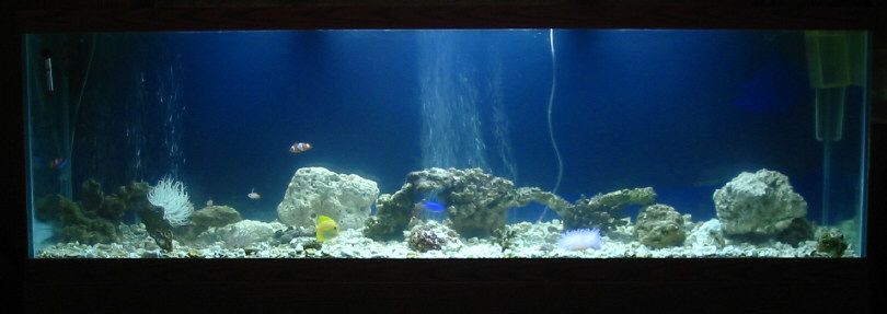 tank125.jpg