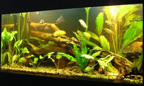tank2.JPG