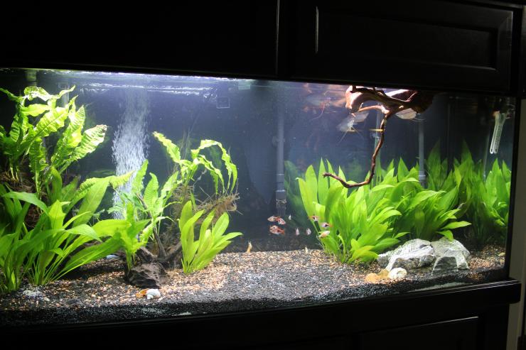 tank2.jpg