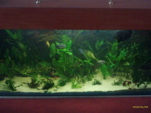tank_2_edited_.JPG