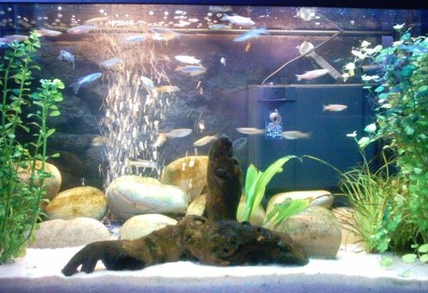 tank_30_gal2.JPG
