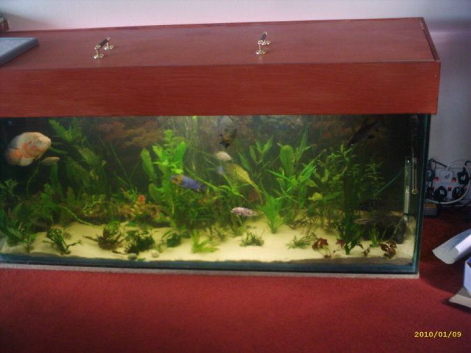tank_5_edited_.JPG