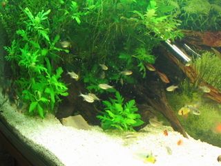 tank_pic_1.jpg