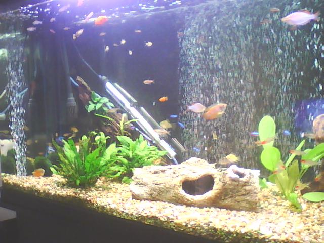 Tank_pic_one.jpg