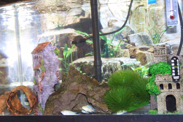 tankbreed01.JPG