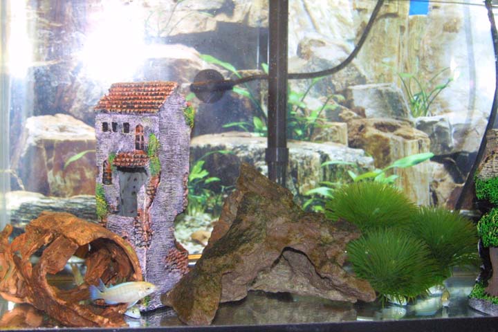 tankbreed02.JPG