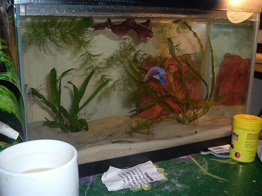 tanks08153.jpg