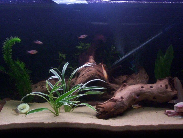 tankwithplants.jpg