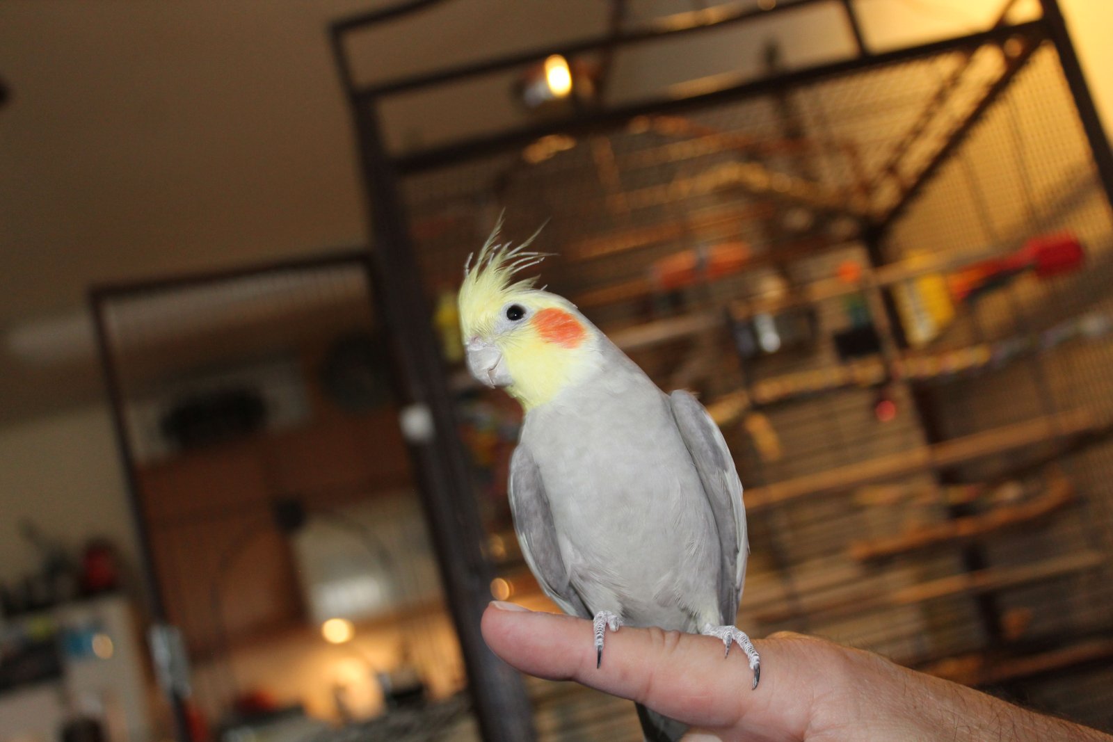 Terabit on a finger.jpg