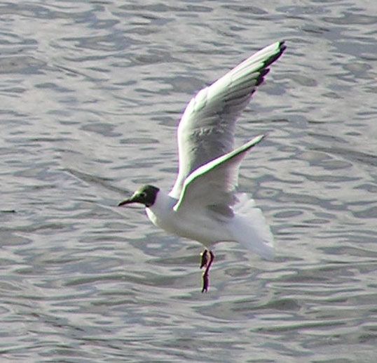 tern.jpg