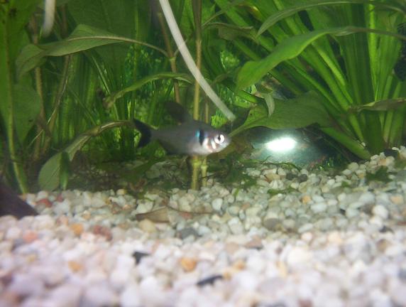 tetra.JPG