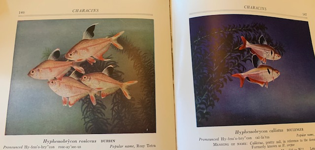 tetras.jpg