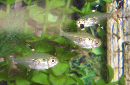 tetras.jpg