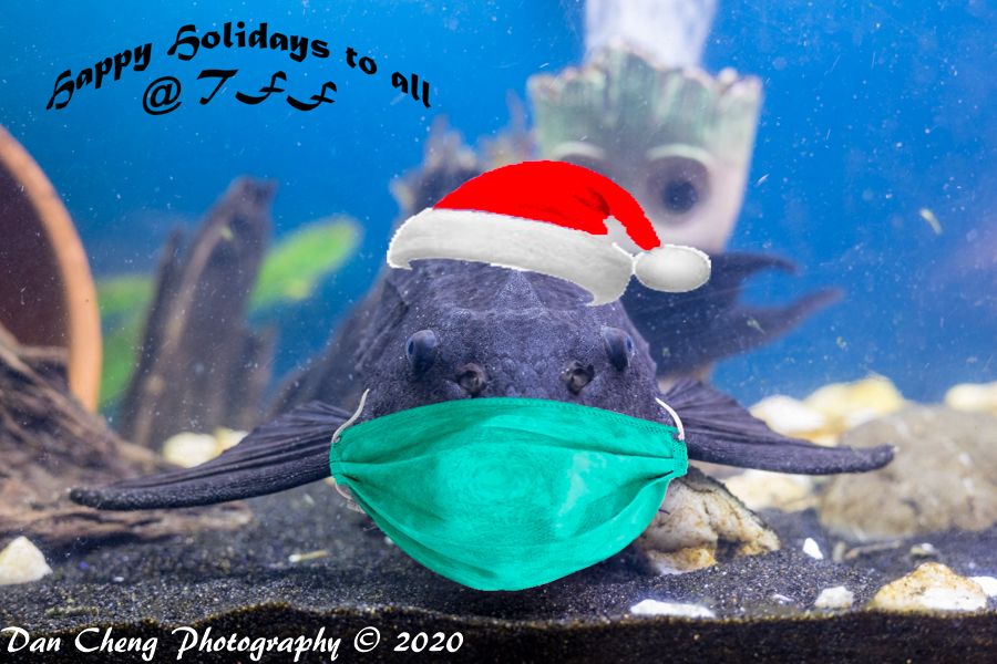 TFF Xmas2020-1.jpg