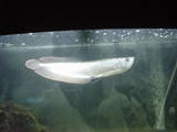 th_fish003.jpg