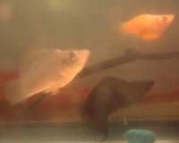 threefish.jpg