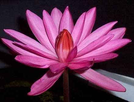 tiger lotus bloom.jpg