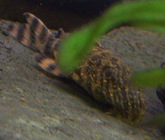 tigerwspots.jpg