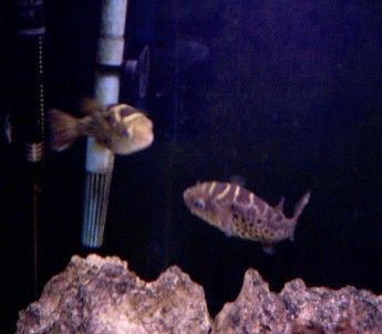 Topaz_puffers.jpg