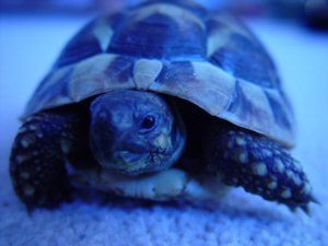 tort.jpg