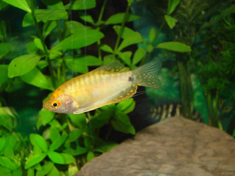 Trichogaster trichopterus5.jpg