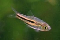 Trigonostigma somphongsi1.jpg
