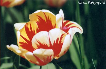 tulip.jpg