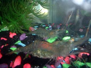 twin_shrimp.JPG