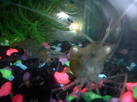 two_shrimp.JPG