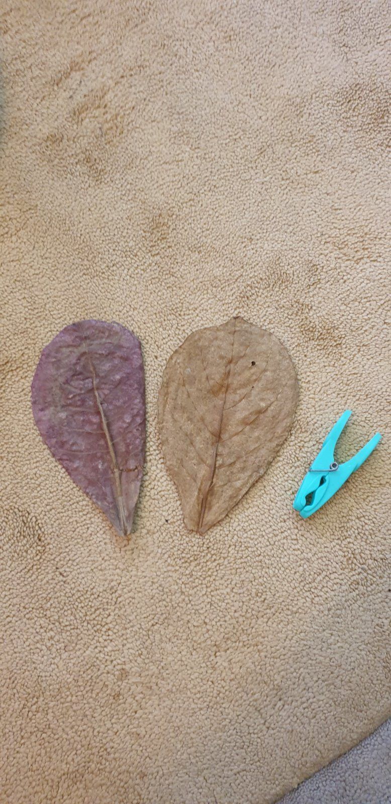 Unlabelled Leaves.jpg