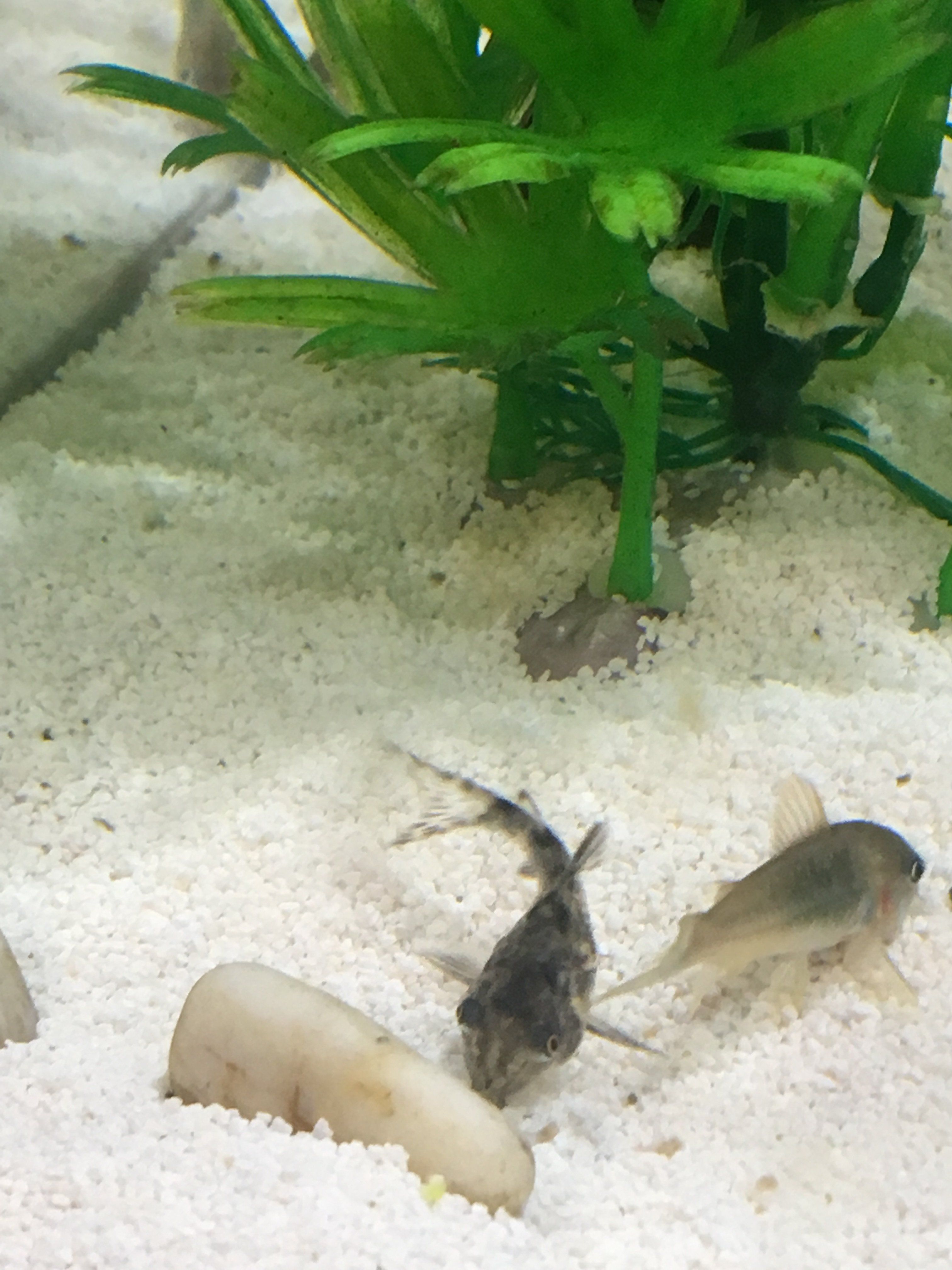 upload_2018-9-29_20-40-7.jpeg
