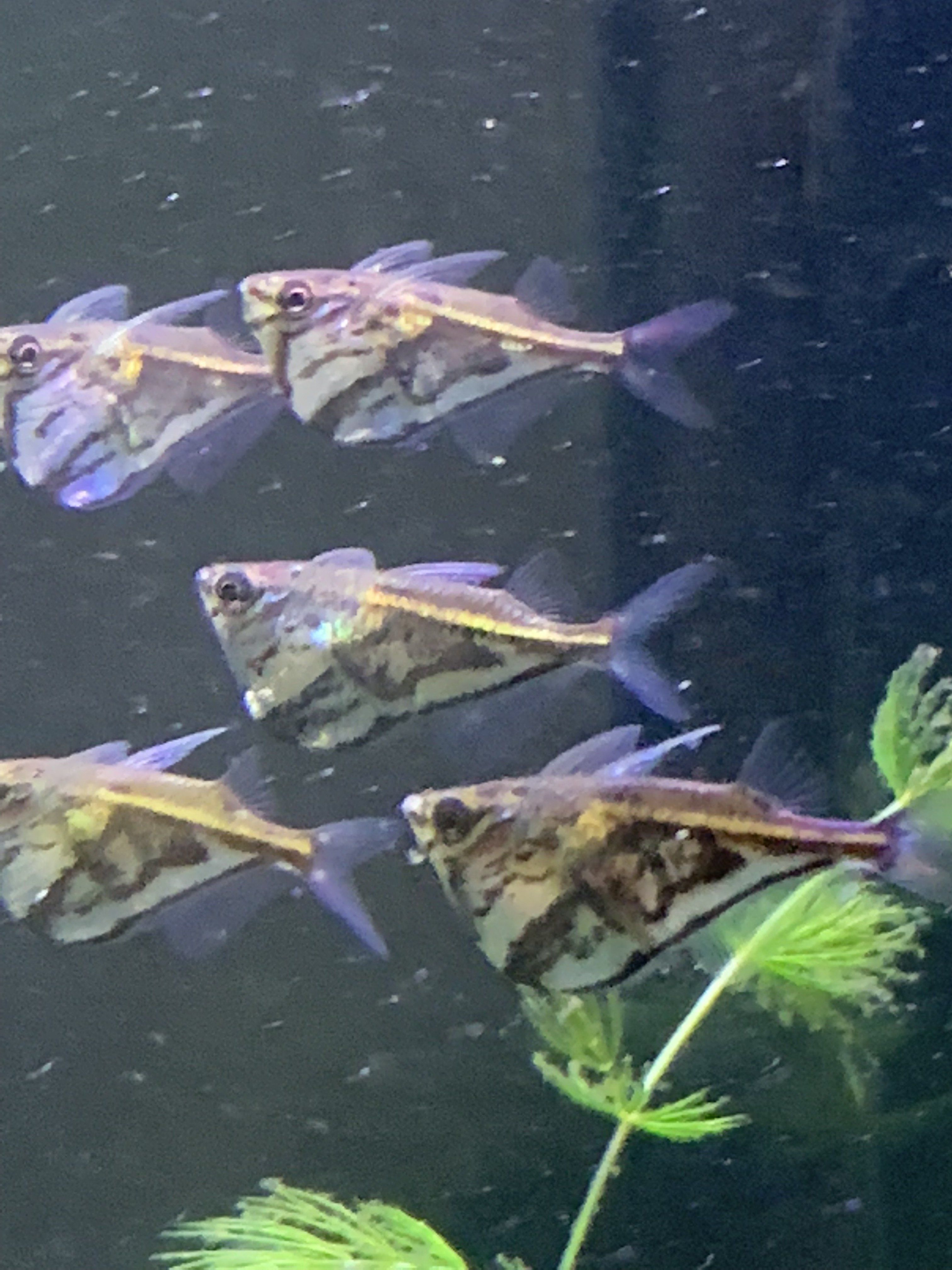upload_2019-4-11_14-20-27.jpeg