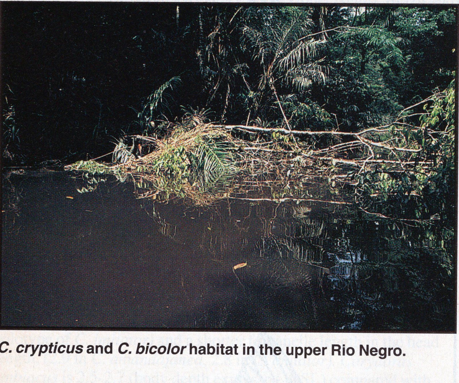 Upper Rio Negro Corydoras habitat498.jpg