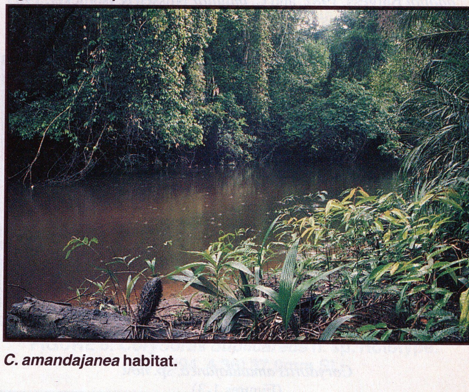 Upper Rio Negro Corydoras habitat499.jpg