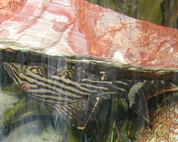 upside_down_panaque.jpg