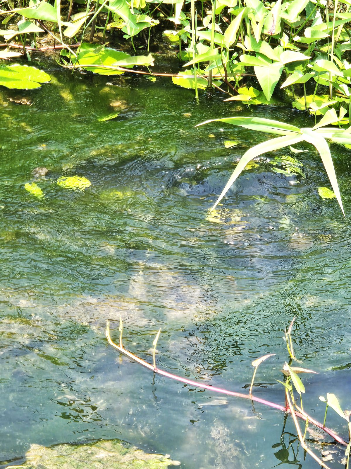 upwelling spring.jpg