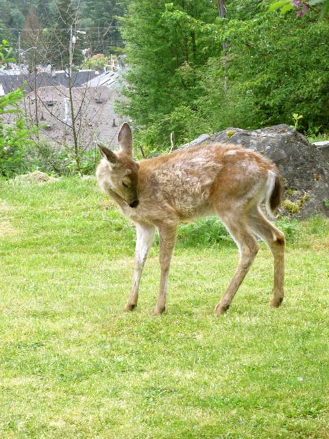 Vancouver Island May 2015:9.jpg