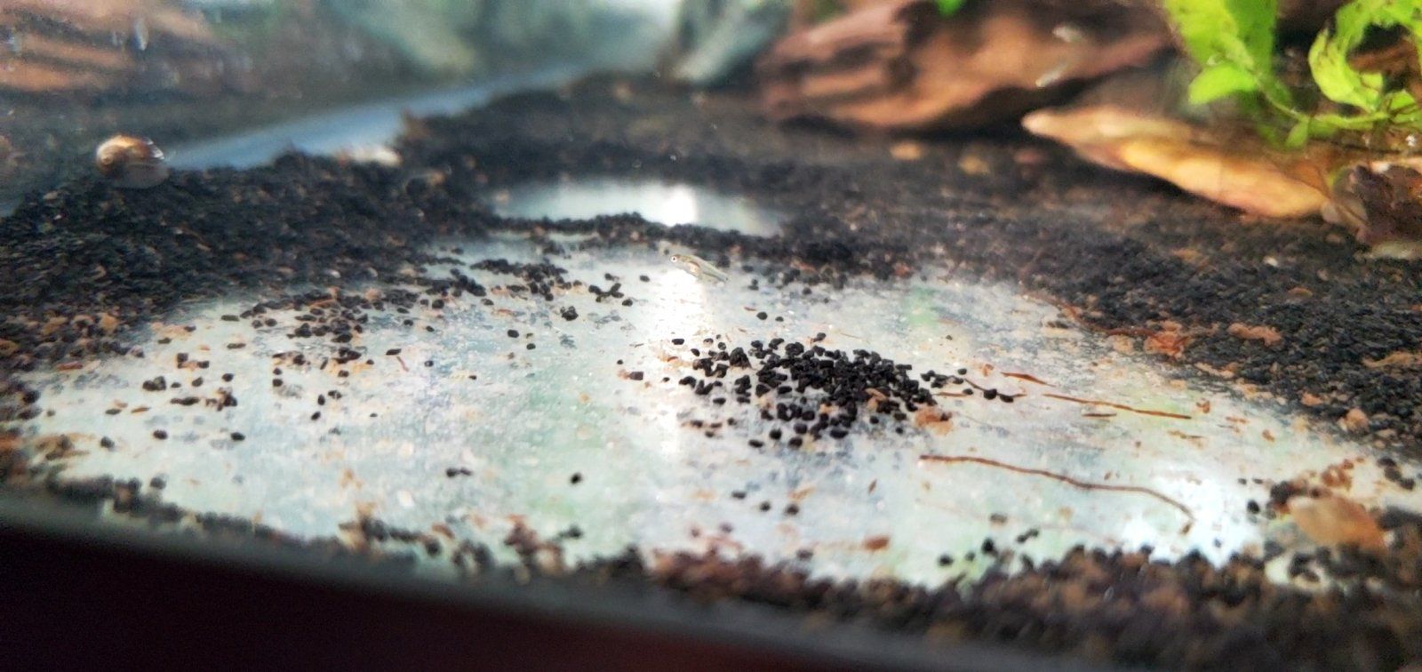 Very Small Peacock Gudgeon Fry [Gender N/A]