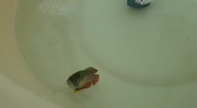 Video.gif
