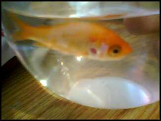 WaltertheCarnieFish.jpeg