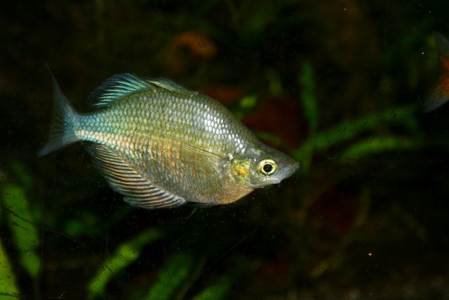 waname1 (640x427).jpg