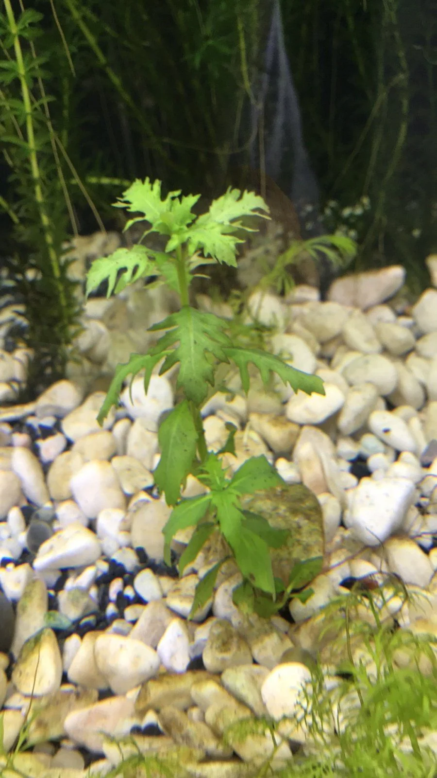 water wisteria pond 3.jpg