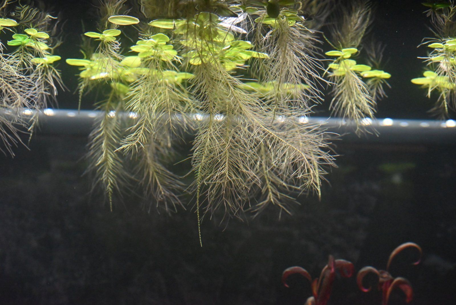 WaterLettuce.JPG