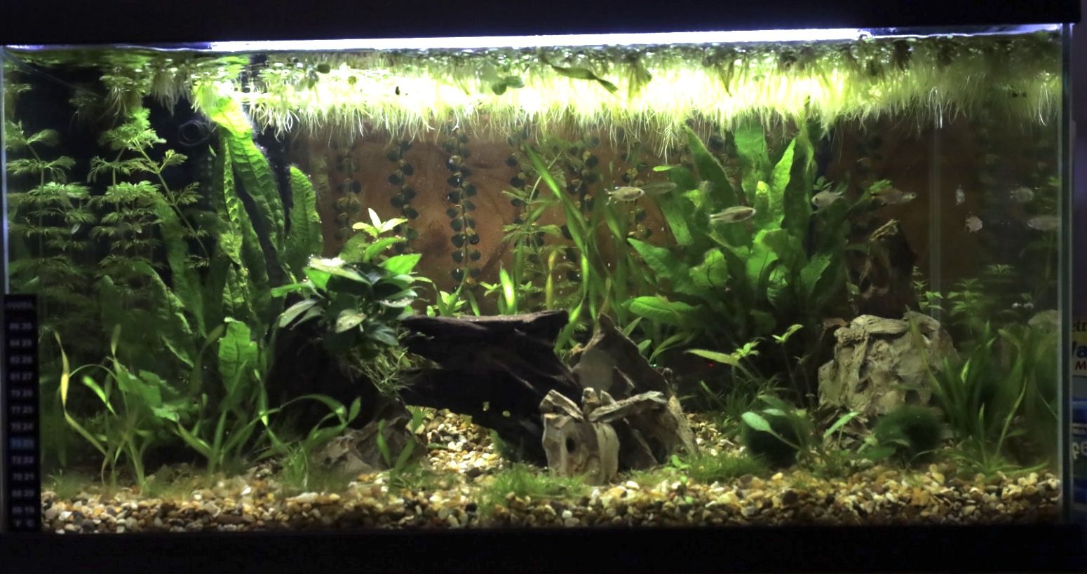 Week 8