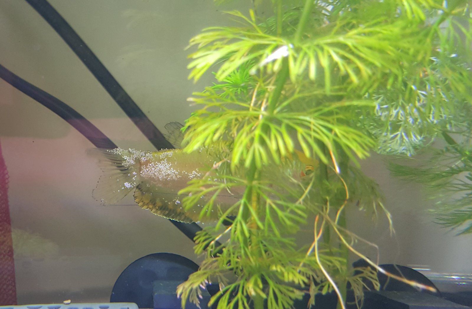 weird gourami.jpg