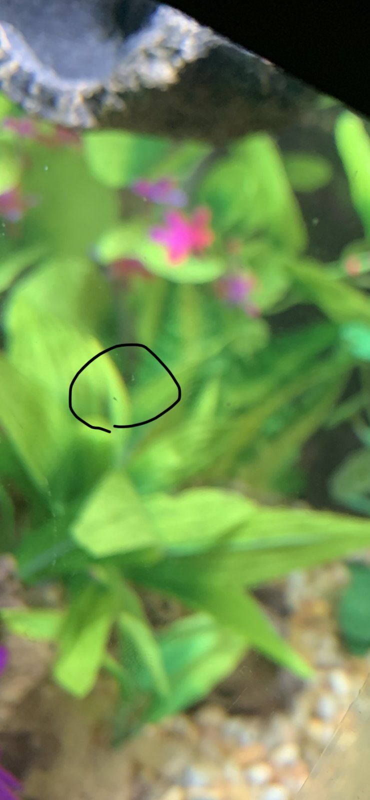 weird tank things 1.jpg