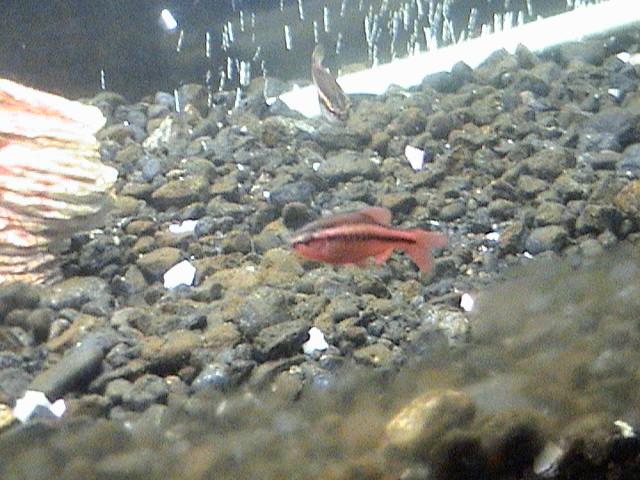what_kinda_fish.JPG