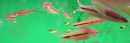 whatfish1.JPG