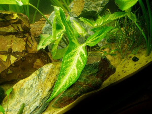 whatplant.JPG